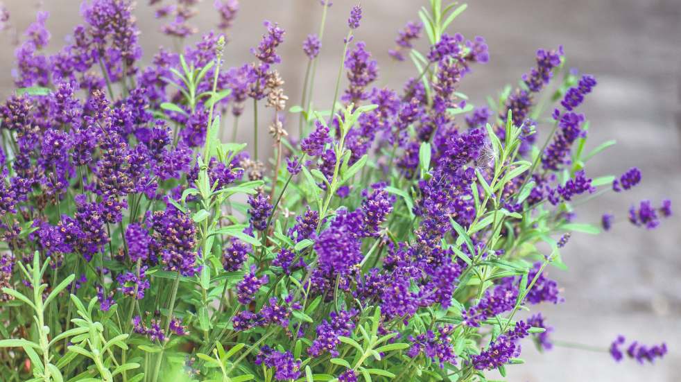 lavender at kew